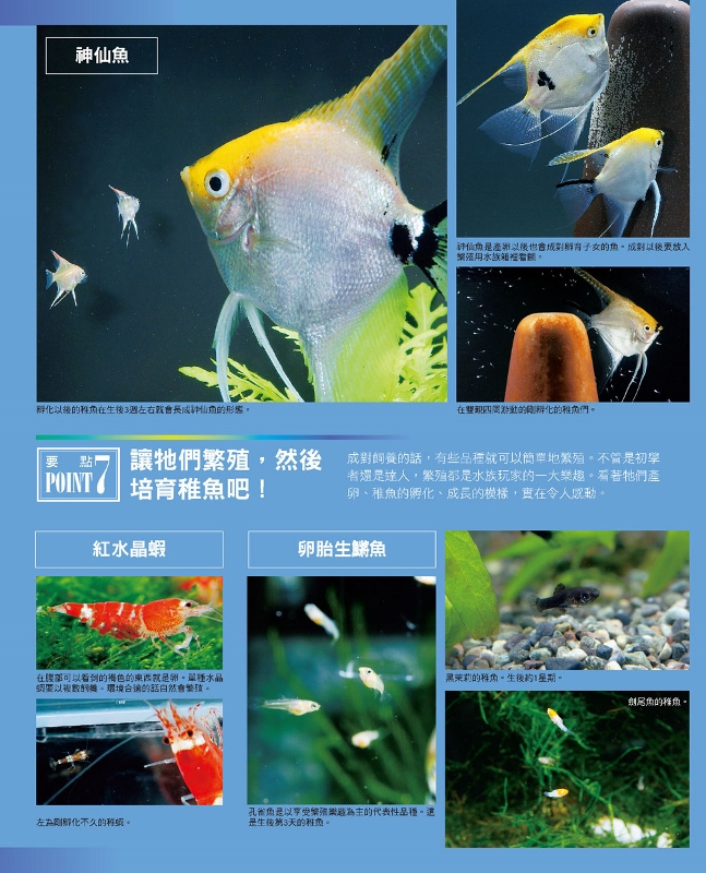 熱帶魚與水草的飼育法 暢銷版 Pchome 24h購物